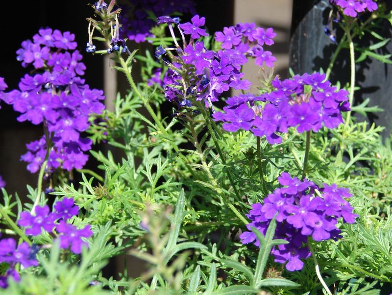 Verbena (Verbena spp.)