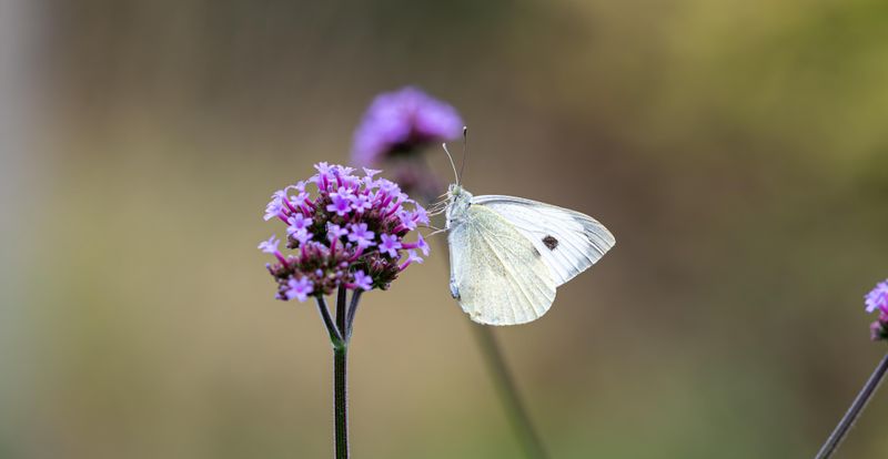 Verbena
