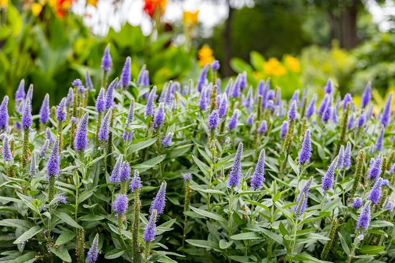 Veronica Starts Flowering Again Later In Summer