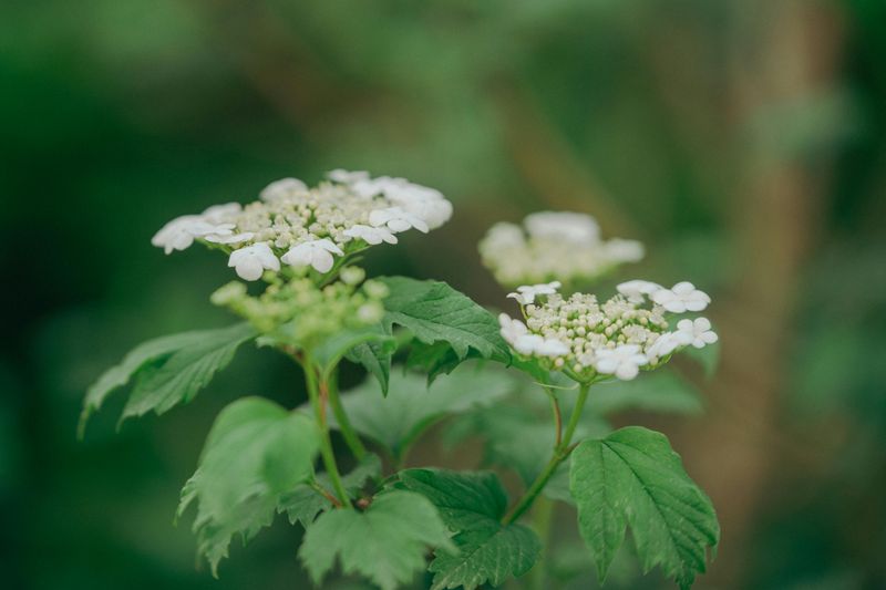 Viburnum