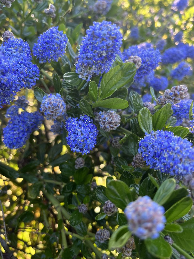 'Victoria' Ceanothus