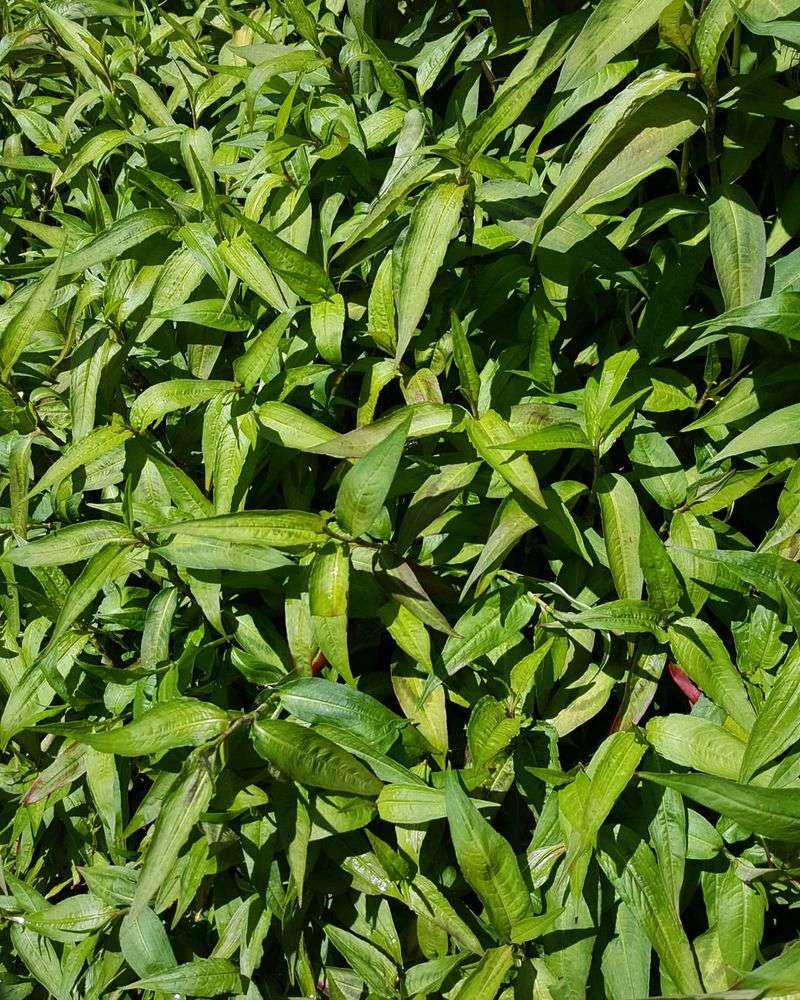 Vietnamese Coriander Handles North Carolina Heat Better Than Cilantro