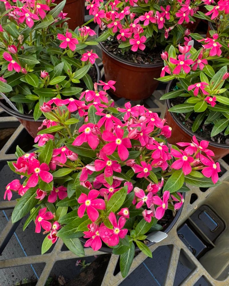 Vinca Vinca