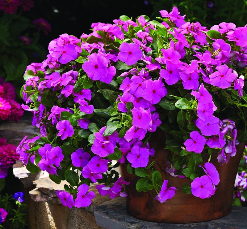 Vinca Vinca