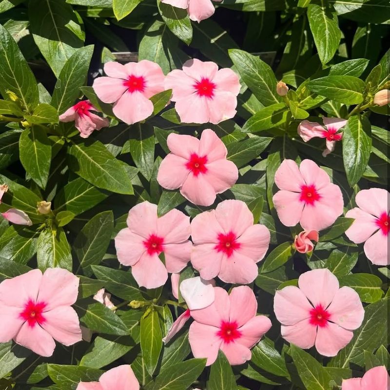 Vinca