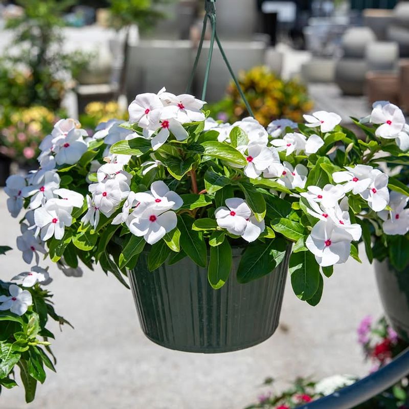 Vinca
