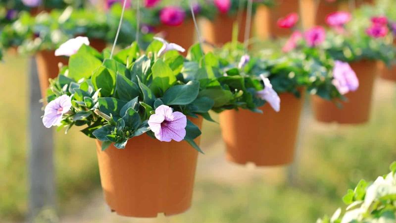 Vinca