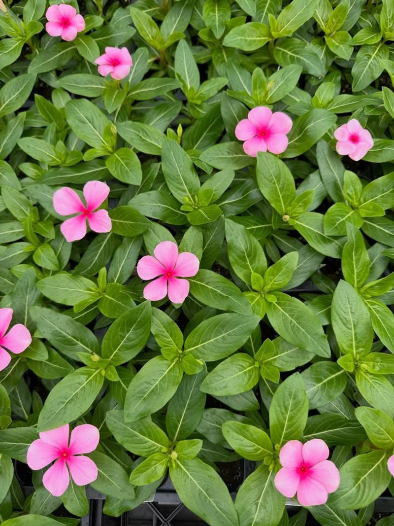 Vinca Continues Blooming During Hot Dry Weather