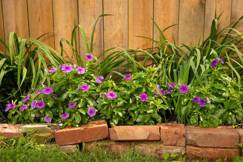 Vinca Handles Heat In Summer Garden Beds