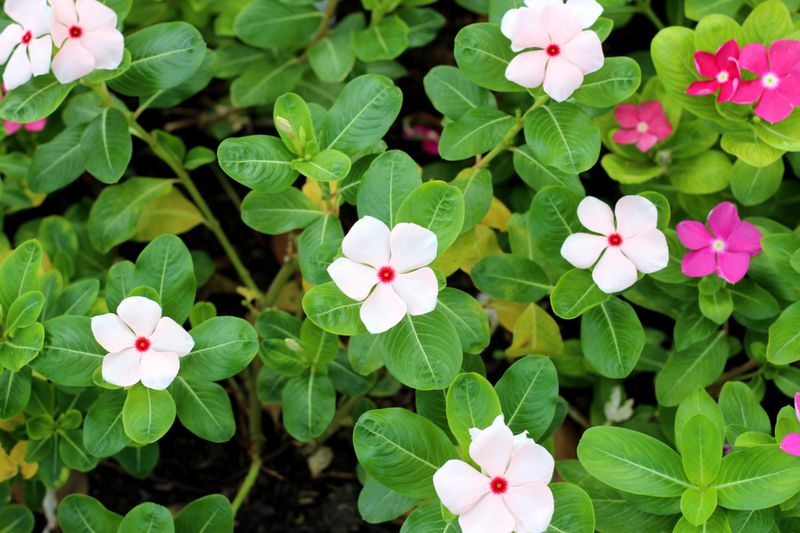 Vinca Handles Heat With Steady Summer Blooms Vinca Handles Heat With Steady Summer Blooms