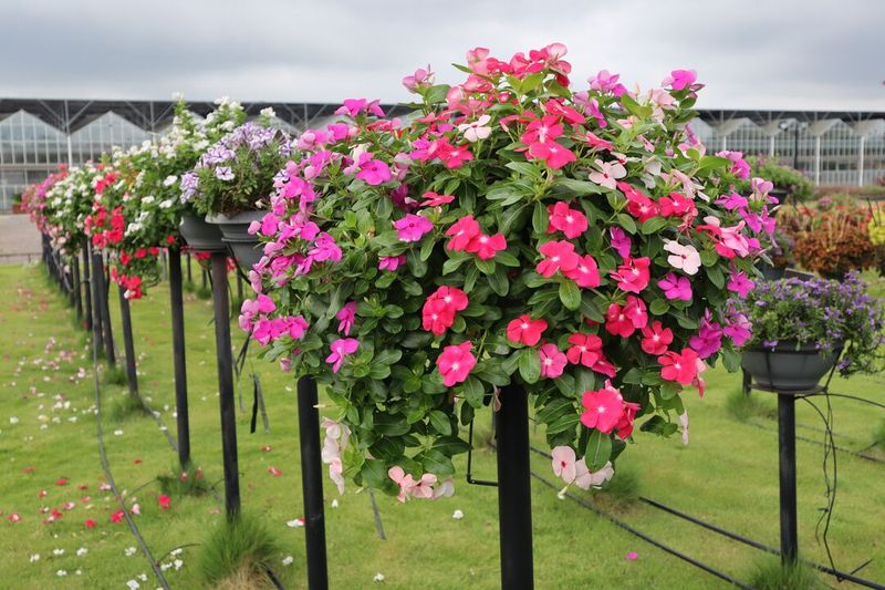 Vinca Is The Heat-Loving Champion For Sunny Michigan Decks
