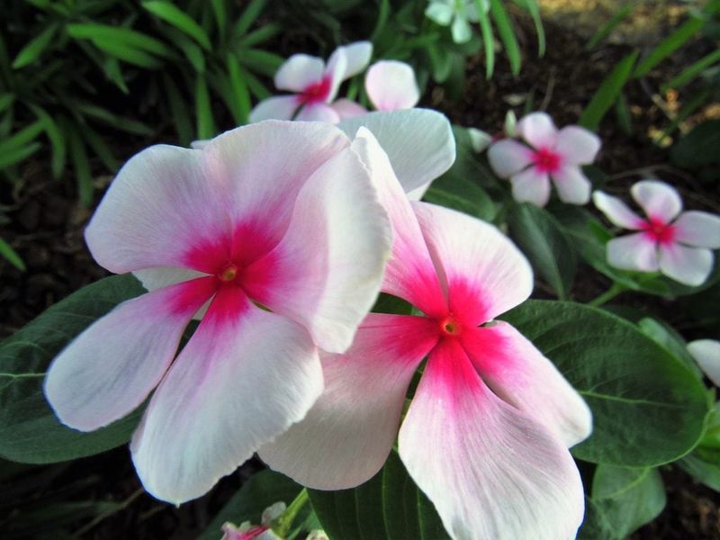 Vinca Keeps Blooming When Temperatures Start Climbing