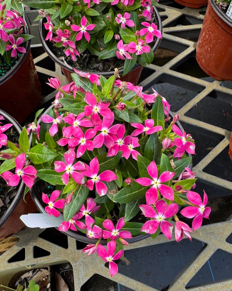 Vinca Keeps Flowering Even In Reflective Heat