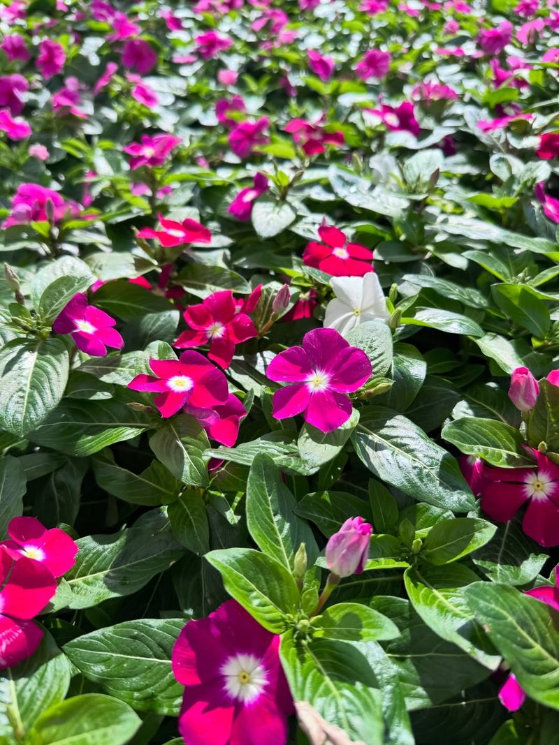 Vinca Keeps The Color Going In Hot Weather