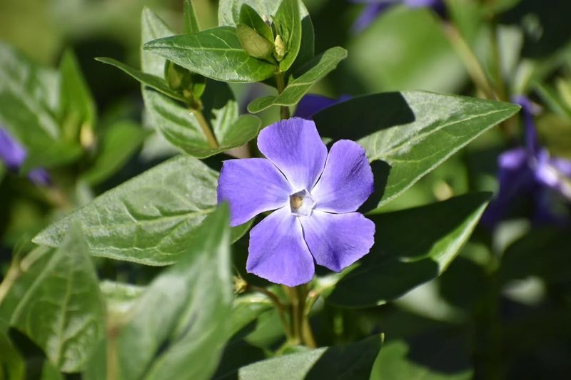 Vinca Major That Quickly Takes Over