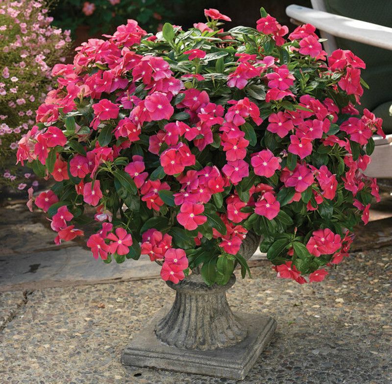 Vinca Stays Vibrant In Hot Pots
