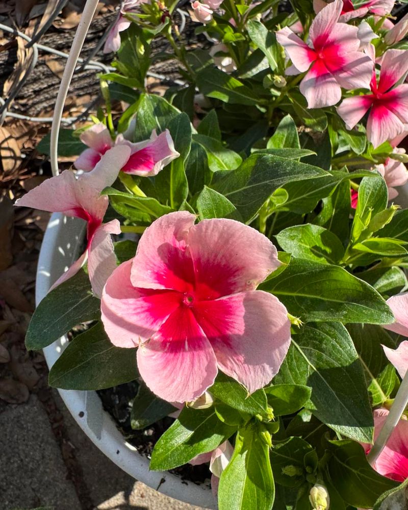 Vinca Thrives In Hot Containers With Low Water Needs
