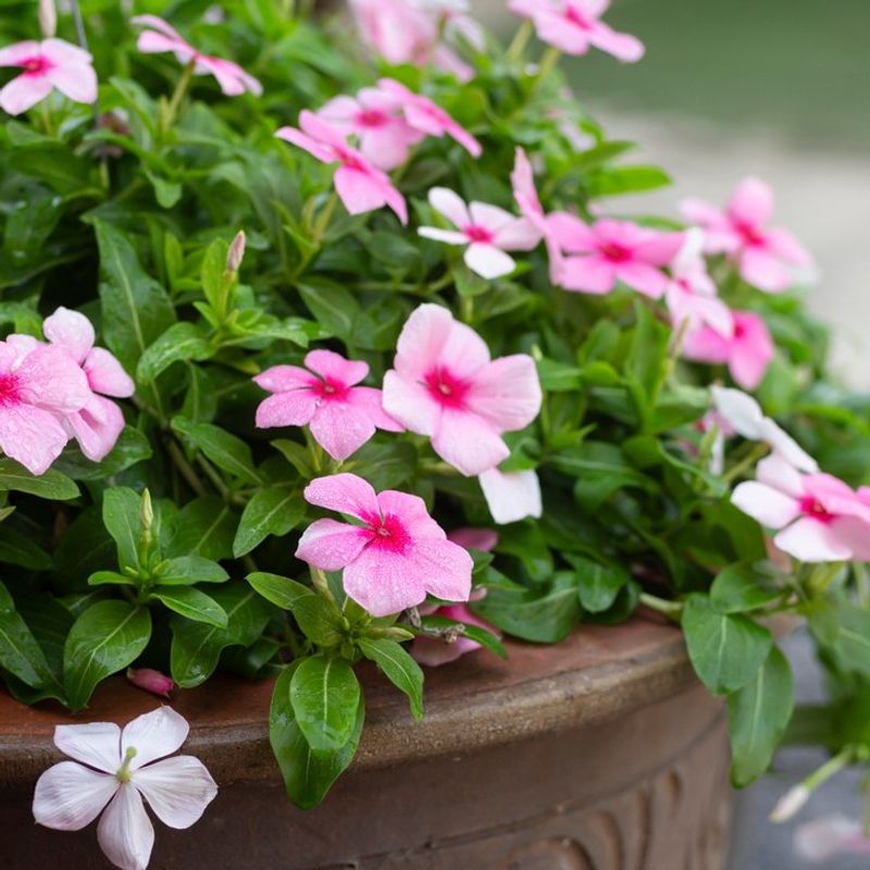 Vinca