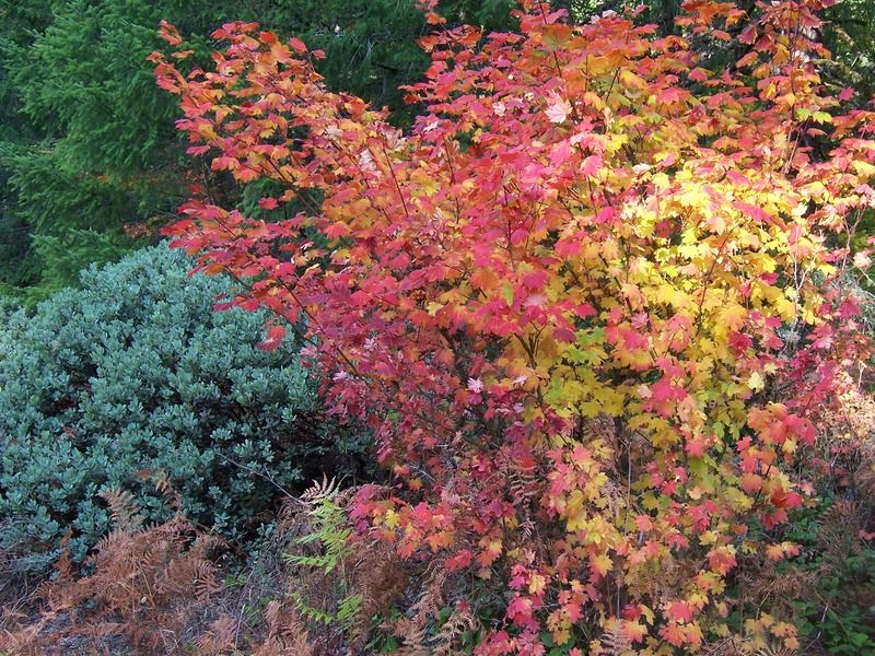 Vine Maple Brings Native Beauty To Small Backyards