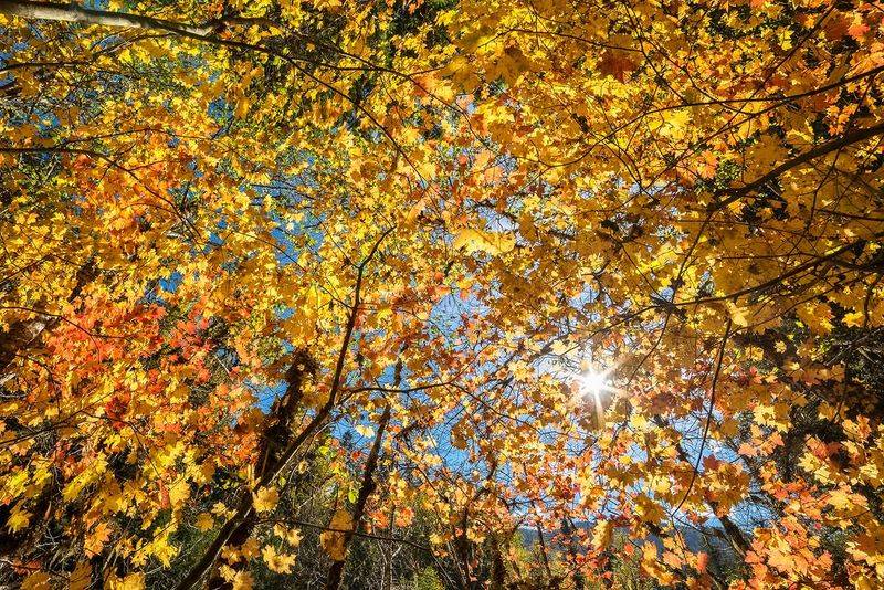 Vine Maple Can Transform A Backyard Into A Woodland Retreat Vine Maple Can Transform A Backyard Into A Woodland Retreat