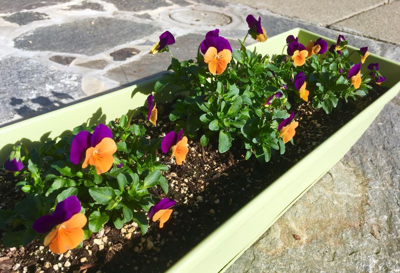 Violas Make Raised Beds Look Instantly Friendlier