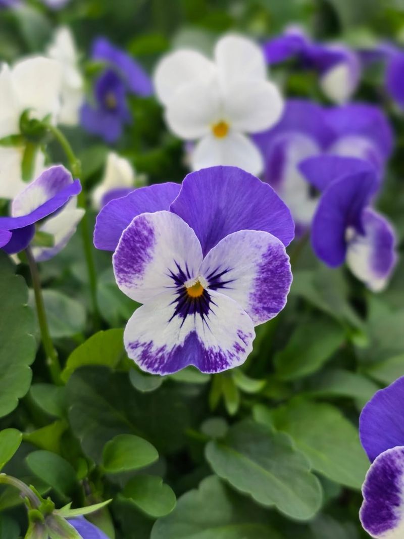 Violas