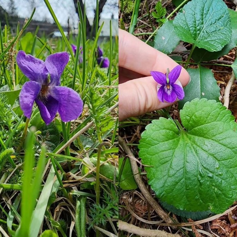 Violets Spread Softly In Shade Violets Spread Softly In Shade