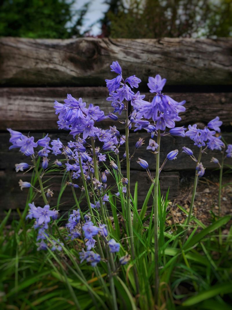 Virginia Bluebells