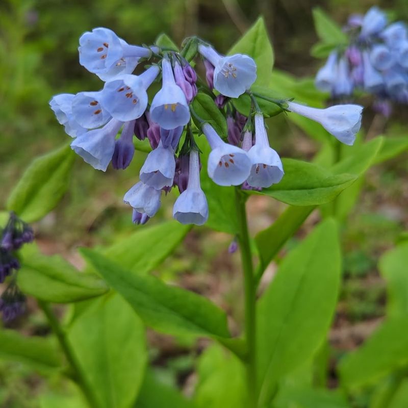 Virginia Bluebells
