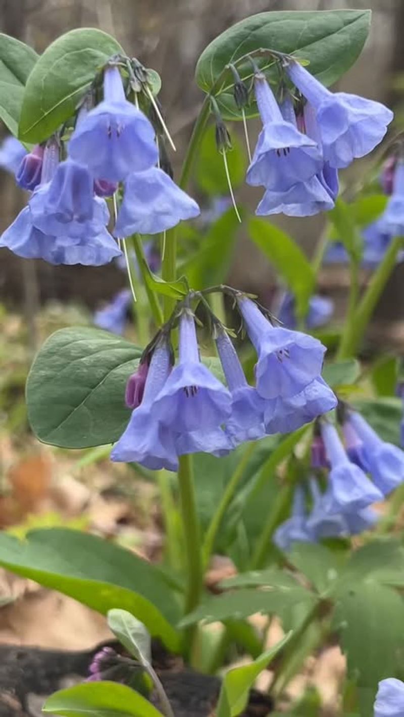 Virginia Bluebells