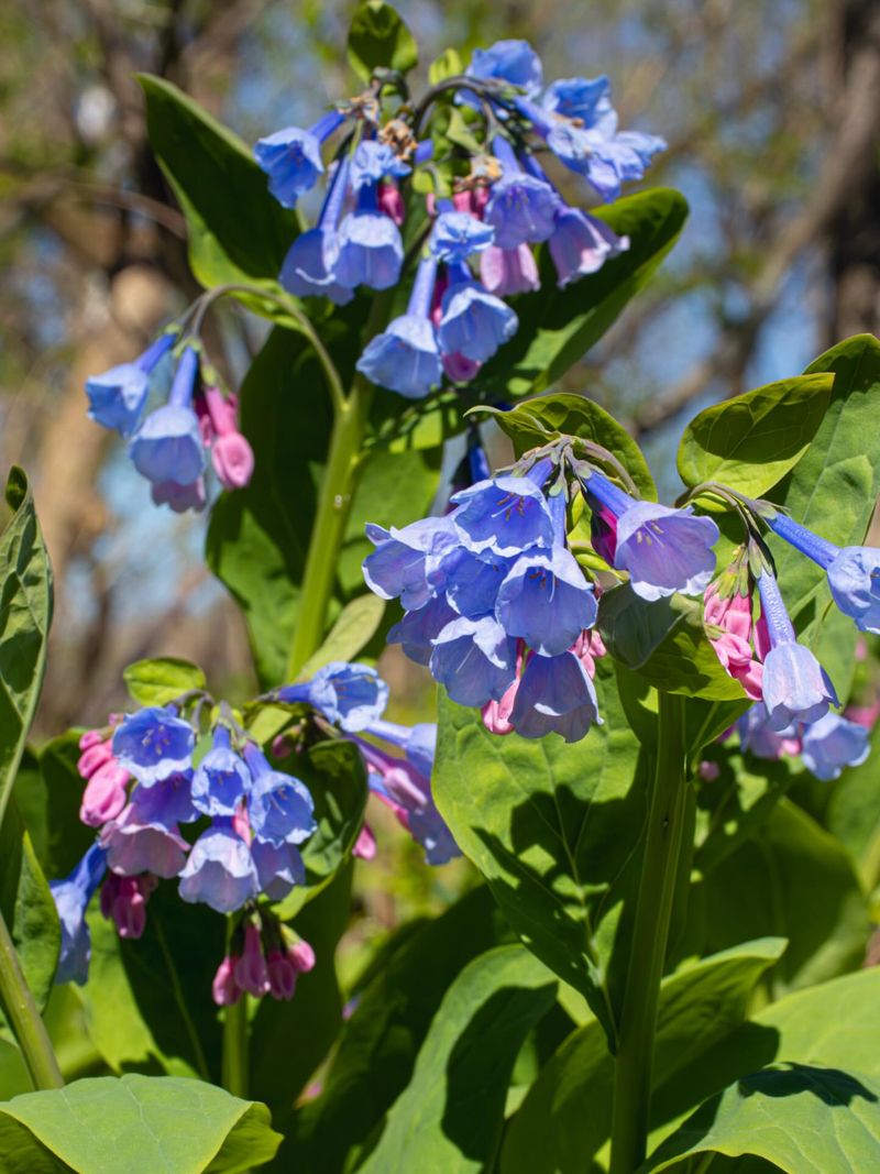Virginia Bluebells