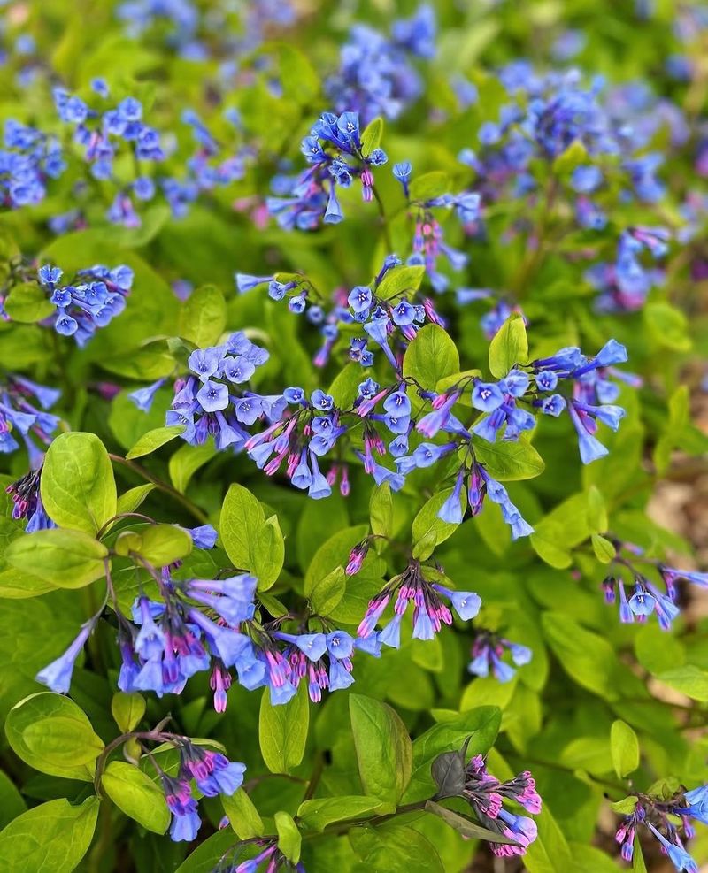 Virginia Bluebells 