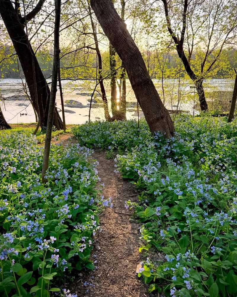 Virginia Bluebells Bring Soft Spring Color