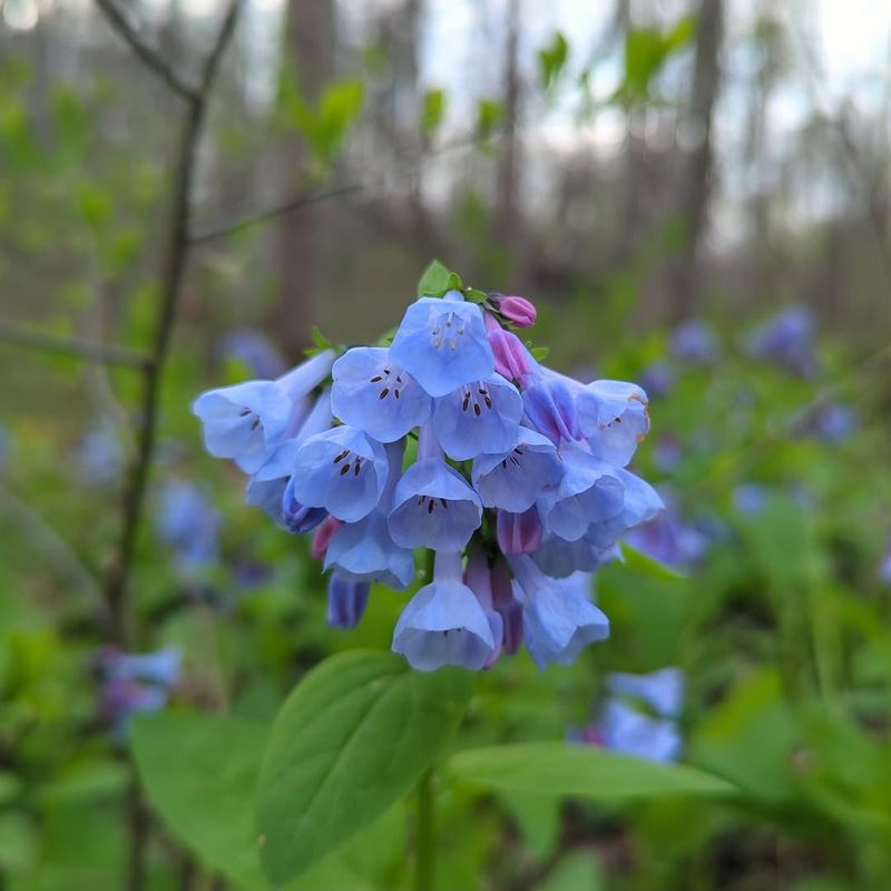 Virginia Bluebells (Mertensia virginica) Shine In Cool Spring Shade Virginia Bluebells (Mertensia virginica) Shine In Cool Spring Shade