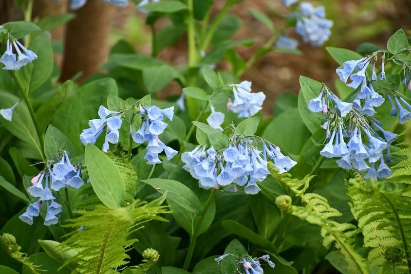 Virginia Bluebells
