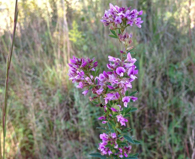 Virginia Bush-Clover Helps Poor Soil Improve Virginia Bush-Clover Helps Poor Soil Improve