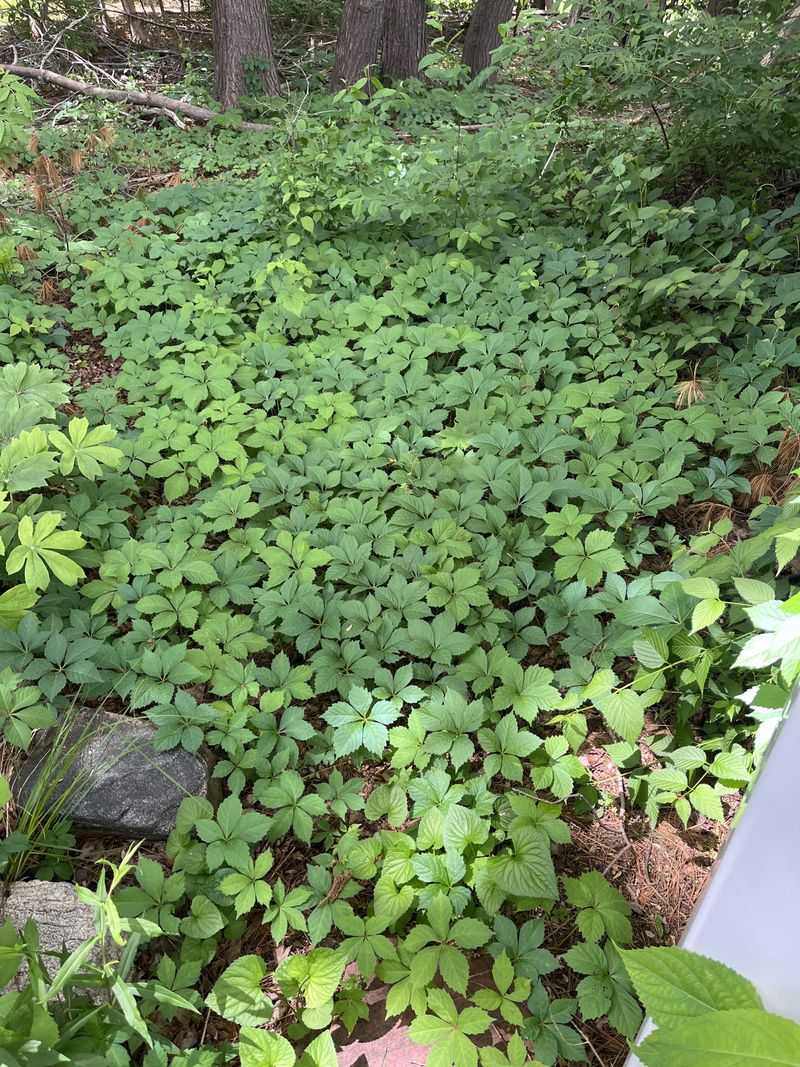 Virginia Creeper Virginia Creeper