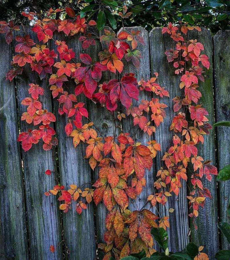 Virginia Creeper Covers Big Surfaces Fast
