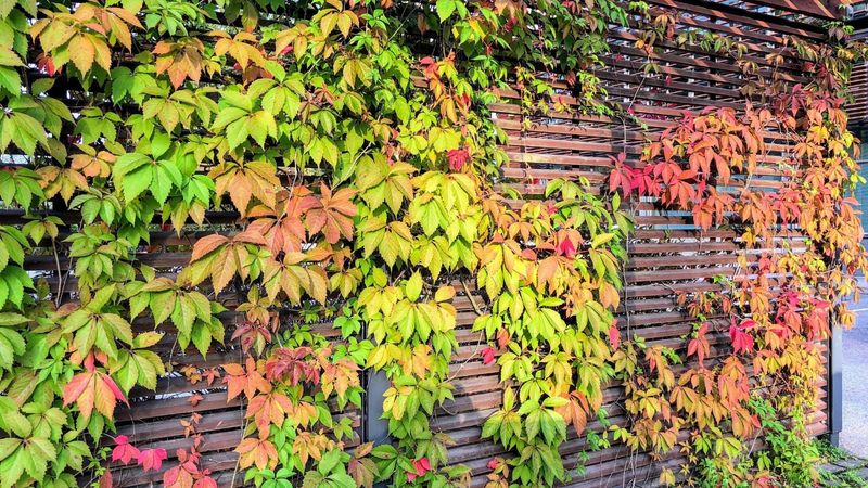 Virginia Creeper Fills Space Fast