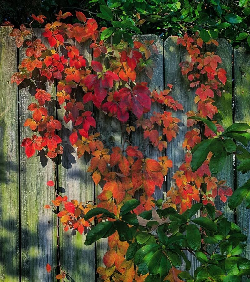 Virginia Creeper Gives A Fence Fast Coverage And Fall Color
