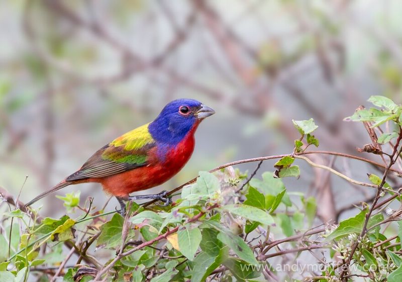 Virginia Creeper Gives Birds Berries And Thick Cover