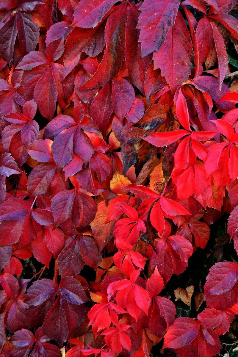 Virginia Creeper (Parthenocissus Quinquefolia)