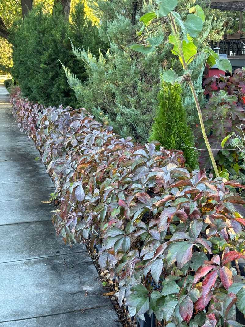Virginia Creeper Turns A Fence Green Fast Virginia Creeper Turns A Fence Green Fast