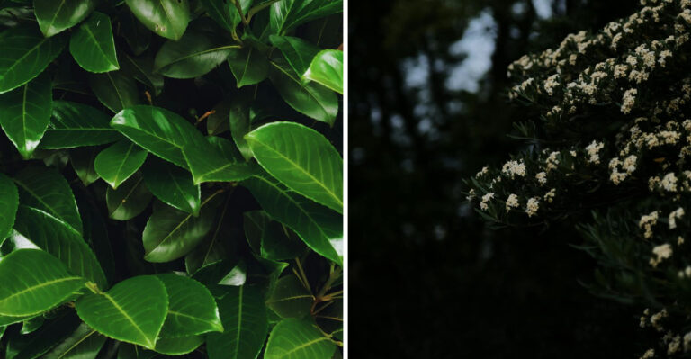 Virginia Gardeners Are Ditching Arborvitae For These 8 Deer-Proof Privacy Plants