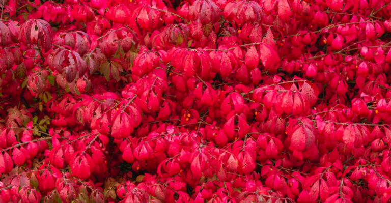 Virginia Gardeners Are Regretting Planting This Shrub In Their Yards, This Is Why