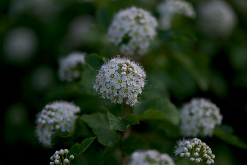 Virginia Meadowsweet