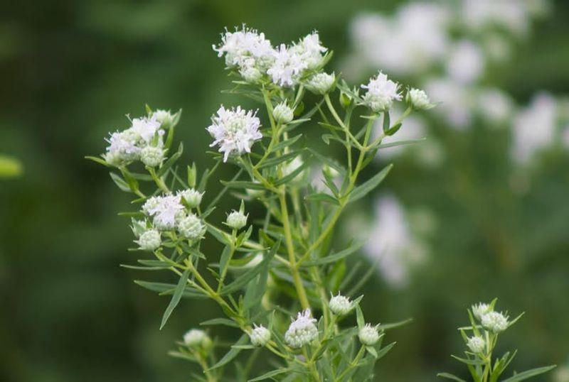 Virginia Mountain Mint