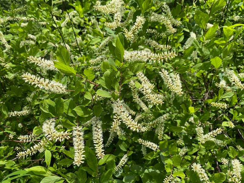 Virginia Sweetspire