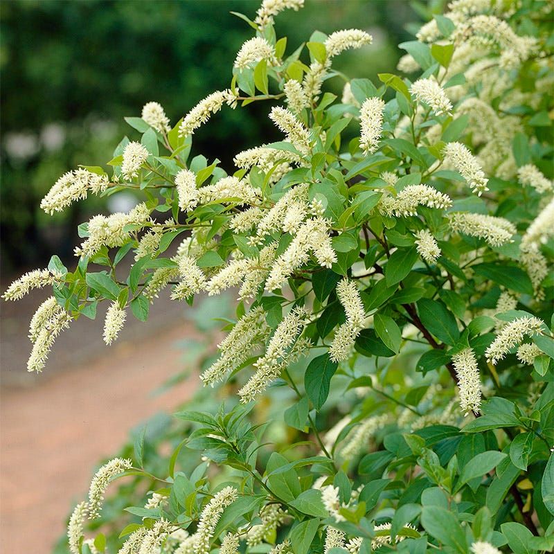 Virginia Sweetspire Adds Blooms And Fall Beauty