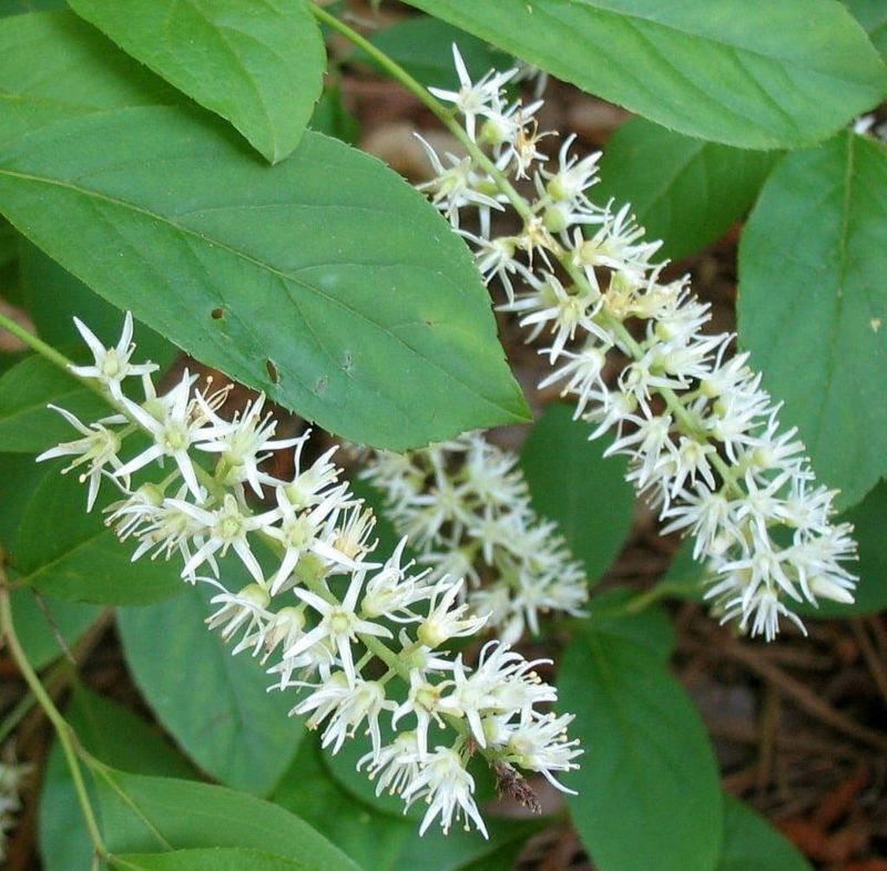 Virginia Sweetspire Fills Edges With Soft Seasonal Blooms